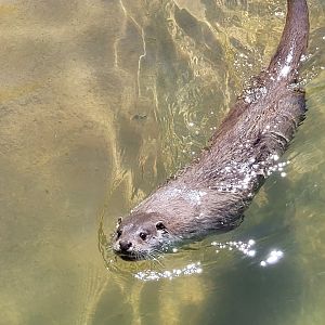 Eurasian otter -Sendaviva (2024)