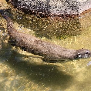 Eurasian otter -Sendaviva (2024)