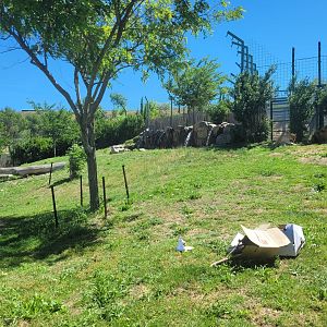 Lion exhibit -Sendaviva (2024)