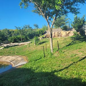 Lion exhibit -Sendaviva (2024)