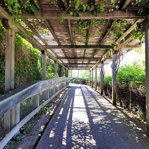 Pagoda thorwards tigers -Sendaviva (2024)