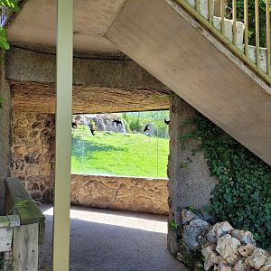 Amur tiger viewing area -Sendaviva (2024)