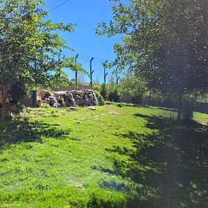 Amur tiger exhibit -Sendaviva (2024)