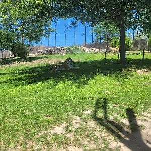 Amur tiger exhibit -Sendaviva (2024)