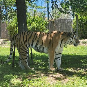 Amur tiger -Sendaviva (2024)