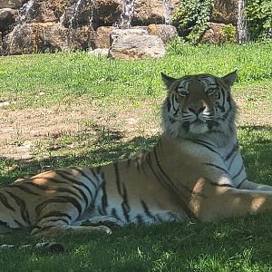 Amur tiger -Sendaviva (2024)