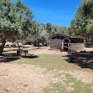 Bennett's wallaby and Common emu exhibit -Sendaviva (2024)