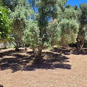 Bennett's wallaby and Common emu exhibit -Sendaviva (2024)