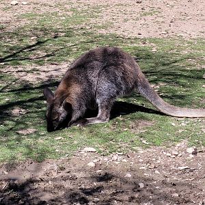 Bennett's wallaby -Sendaviva (2024)