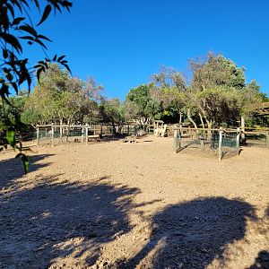 Alpaca, Patagonian mara and Greater rhea exhibit -Sendaviva (2024)