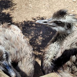 Greater rhea -Sendaviva (2024)