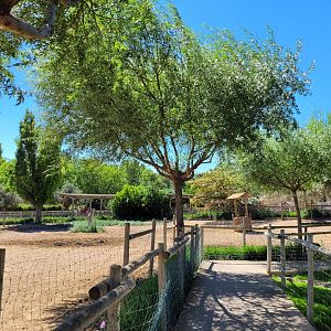 Common zebra and Common ostrich exhibit -Sendaviva (2024)