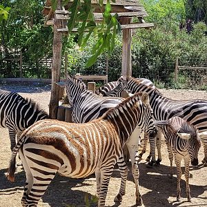 Common zebras -Sendaviva (2024)