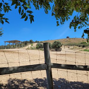 Common zebra and Common ostrich exhibit -Sendaviva (2024)