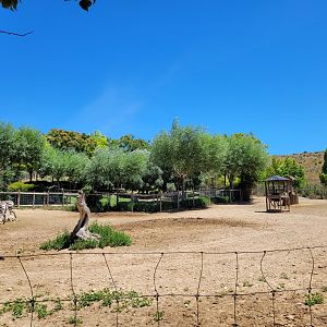 Common zebra and Common ostrich exhibit -Sendaviva (2024)