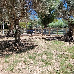 Meerkat exhibit -Sendaviva (2024)