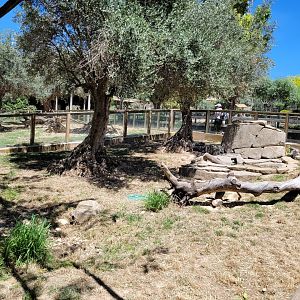 Dwarf mongoose exhibit -Sendaviva (2024)