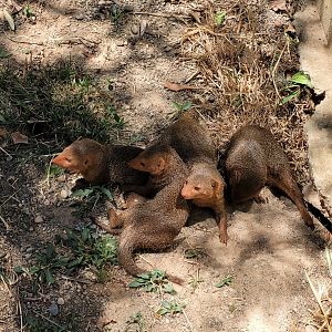 Dwarf mongooses -Sendaviva (2024)