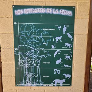 Rainforest height sign -Sendaviva (2024)