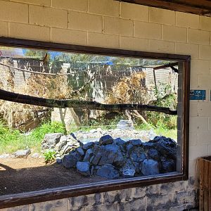 Bolivian squirrel monkey and Leopard tortoise exhibit -Sendaviva (2024)