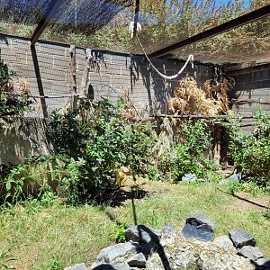 Bolivian squirrel monkey and Leopard tortoise exhibit -Sendaviva (2024)