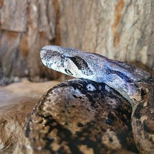 Burmese rock python -Sendaviva (2024)