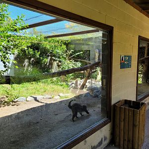 Common brown lemur exhibit -Sendaviva (2024)