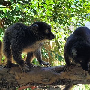 Common brown lemur -Sendaviva (2024)