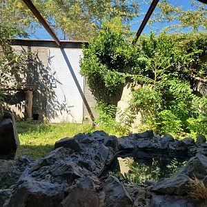 Common brown lemur exhibit -Sendaviva (2024)