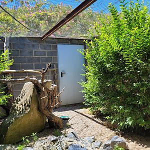 Cotton-top tamarin, Red-shouldered turquoise-fronted amazon, Common green iguana and Greek tortoise exhibit -Sendaviva (2024)