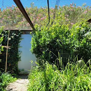 Red-handed tamarin exhibit -Sendaviva (2024)