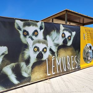 Ring-tailed lemur exhibit entrance -Sendaviva (2024)