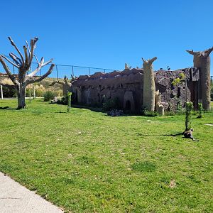 Ring-tailed lemur exhibit -Sendaviva (2024)