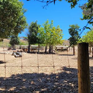 Iberian red deer, European fallow deer, Barbary sheep and European mouflon exhibit -Sendaviva (2024)