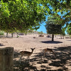 Iberian red deer, European fallow deer, Barbary sheep and European mouflon exhibit -Sendaviva (2024)