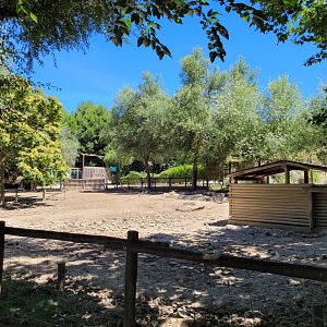 Iberian wild boar exhibit -Sendaviva (2024)