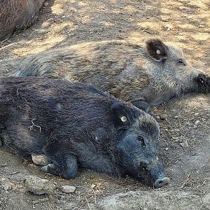 Iberian wild boars -Sendaviva (2024)