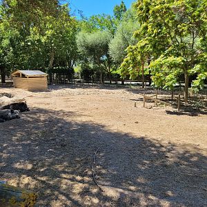 Iberian wild boar exhibit -Sendaviva (2024)