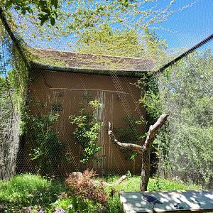 Bonelli's eagle exhibit -Sendaviva (2024)