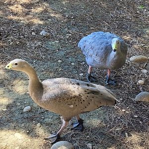 Cape barren geese -Sendaviva (2024)