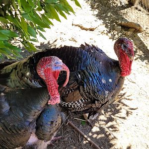 Bronze turkeys -Sendaviva (2024)