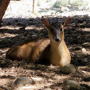 Reeves' muntjac -Sendaviva (2024)