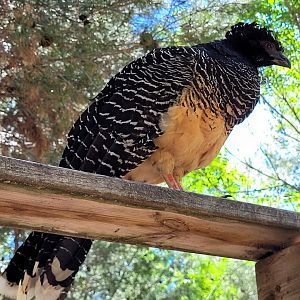 Bare-faced curassow -Sendaviva (2024)
