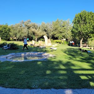 Birds-of-prey amphitheater -Sendaviva (2024)