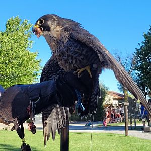 Peregrine falcon -Sendaviva (2024)