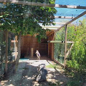 Marabou exhibit -Sendaviva (2024)