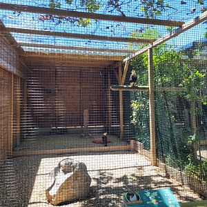 Crested caracara exhibit -Sendaviva (2024)