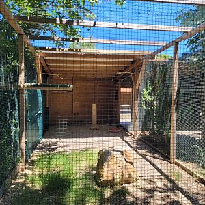 Iberian red-billed chough exhibit -Sendaviva (2024)