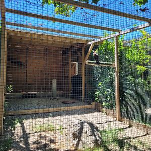 Harris' hawk exhibit -Sendaviva (2024)