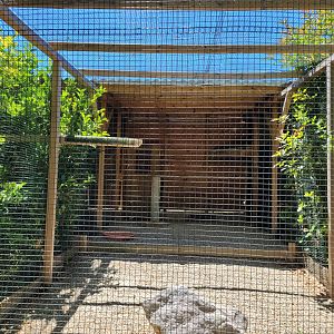 Turkey vulture exhibit -Sendaviva (2024)